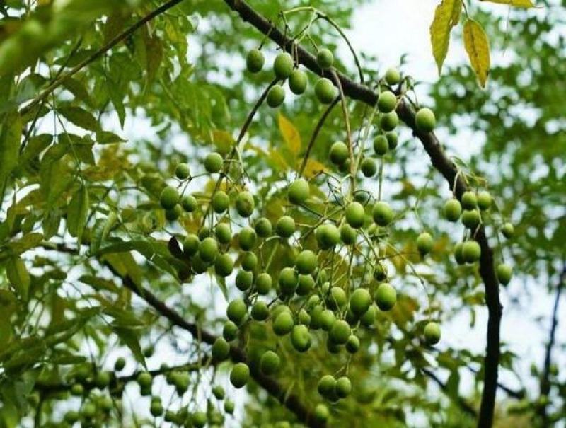 新采苦楝树种子苦楝种子楝树紫花树种子楝枣种子苦楝子种