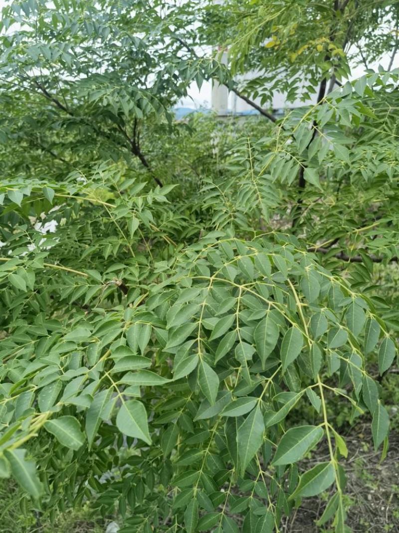 新采苦楝树种子苦楝种子楝树紫花树种子楝枣种子苦楝子种