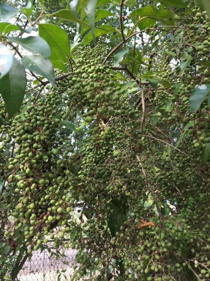 新采苦楝树种子苦楝种子楝树紫花树种子楝枣种子苦楝子种