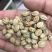 新采苦楝树种子苦楝种子楝树紫花树种子楝枣种子苦楝子种