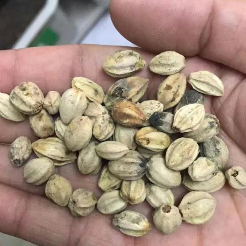 新采苦楝树种子苦楝种子楝树紫花树种子楝枣种子苦楝子种