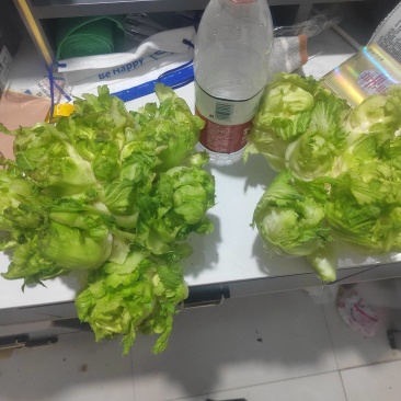 儿菜基地直供出货量大
