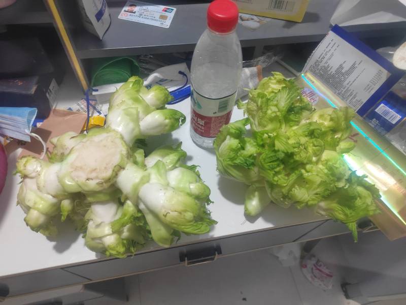 儿菜基地直供出货量大