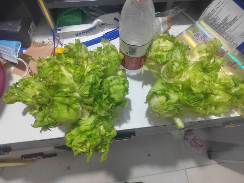 儿菜基地直供出货量大