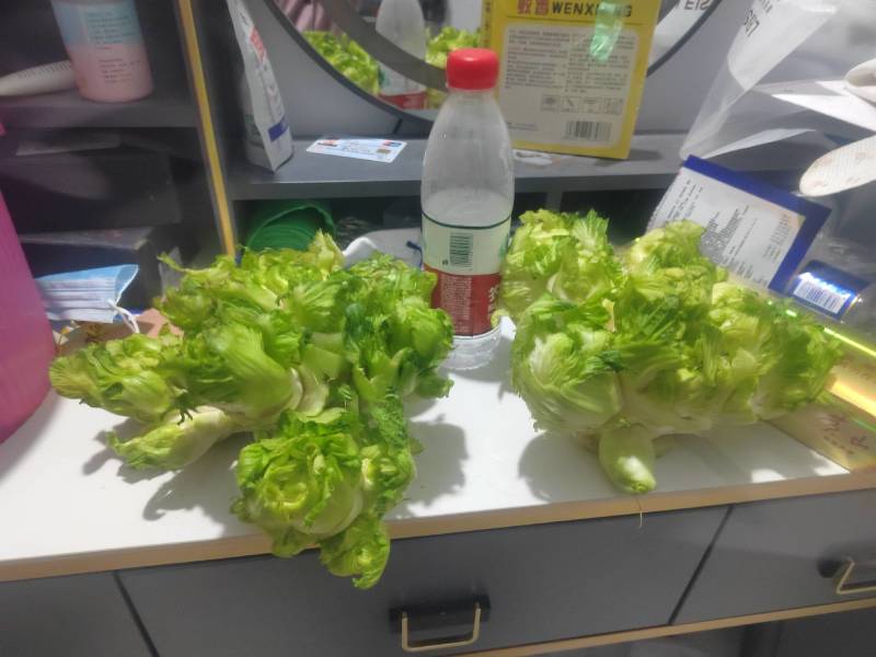 儿菜基地直供出货量大