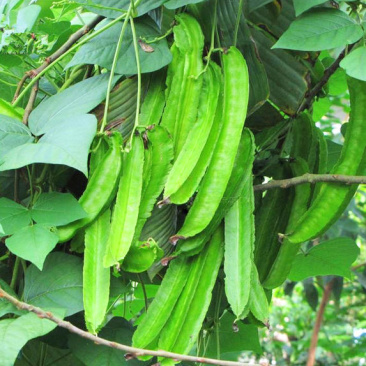 四棱豆
