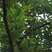 橡树种子栓皮栎种子麻栎种子象树种子橡籽美国红橡