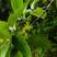 橡树种子栓皮栎种子麻栎种子象树种子橡籽美国红橡