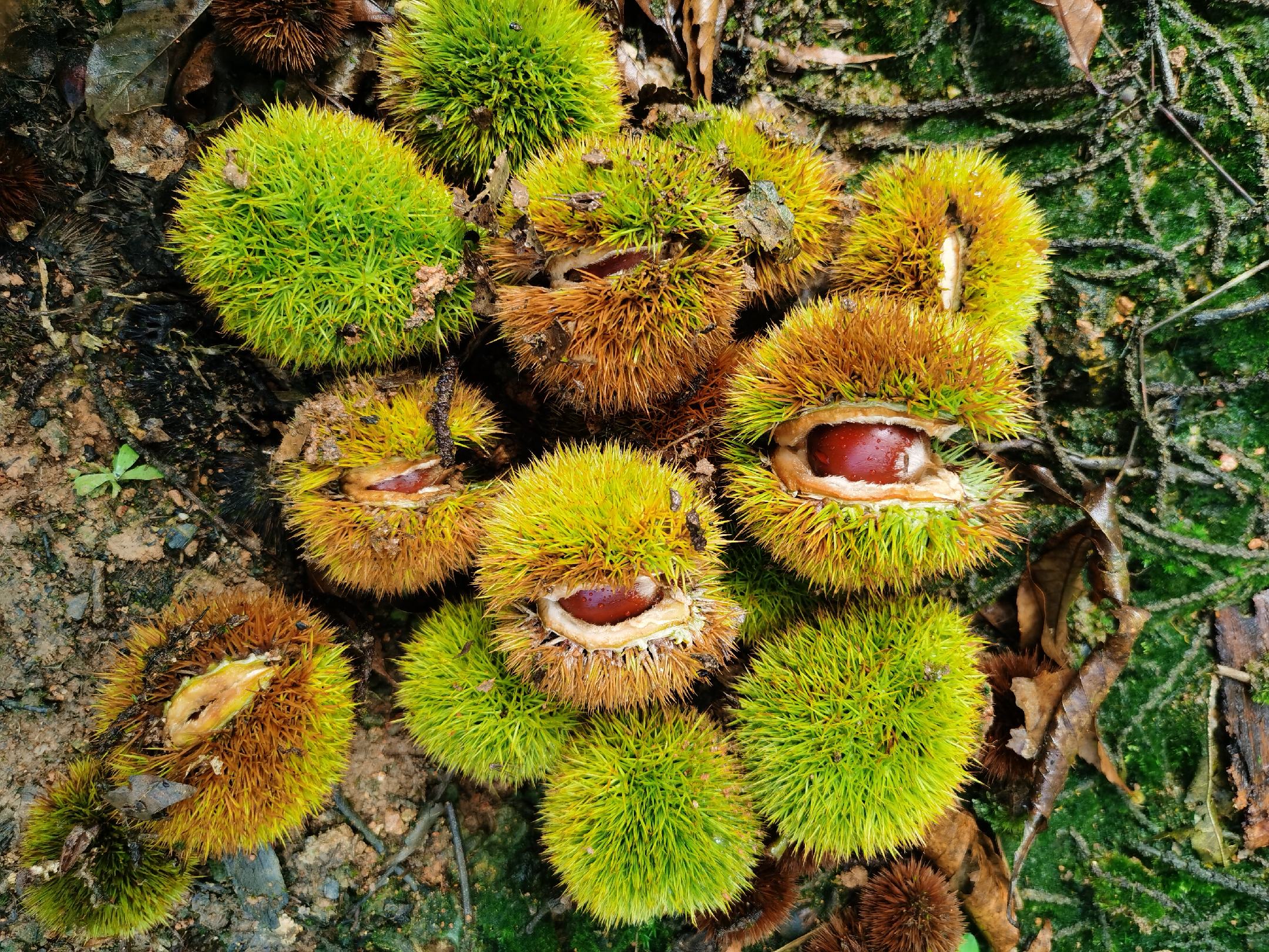 农户在建瓯山区采摘新鲜锥栗