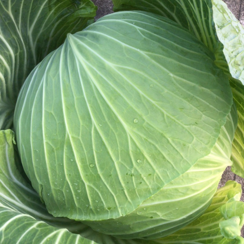 莲花白大量供货，承接电商，超市，市场，加工厂
