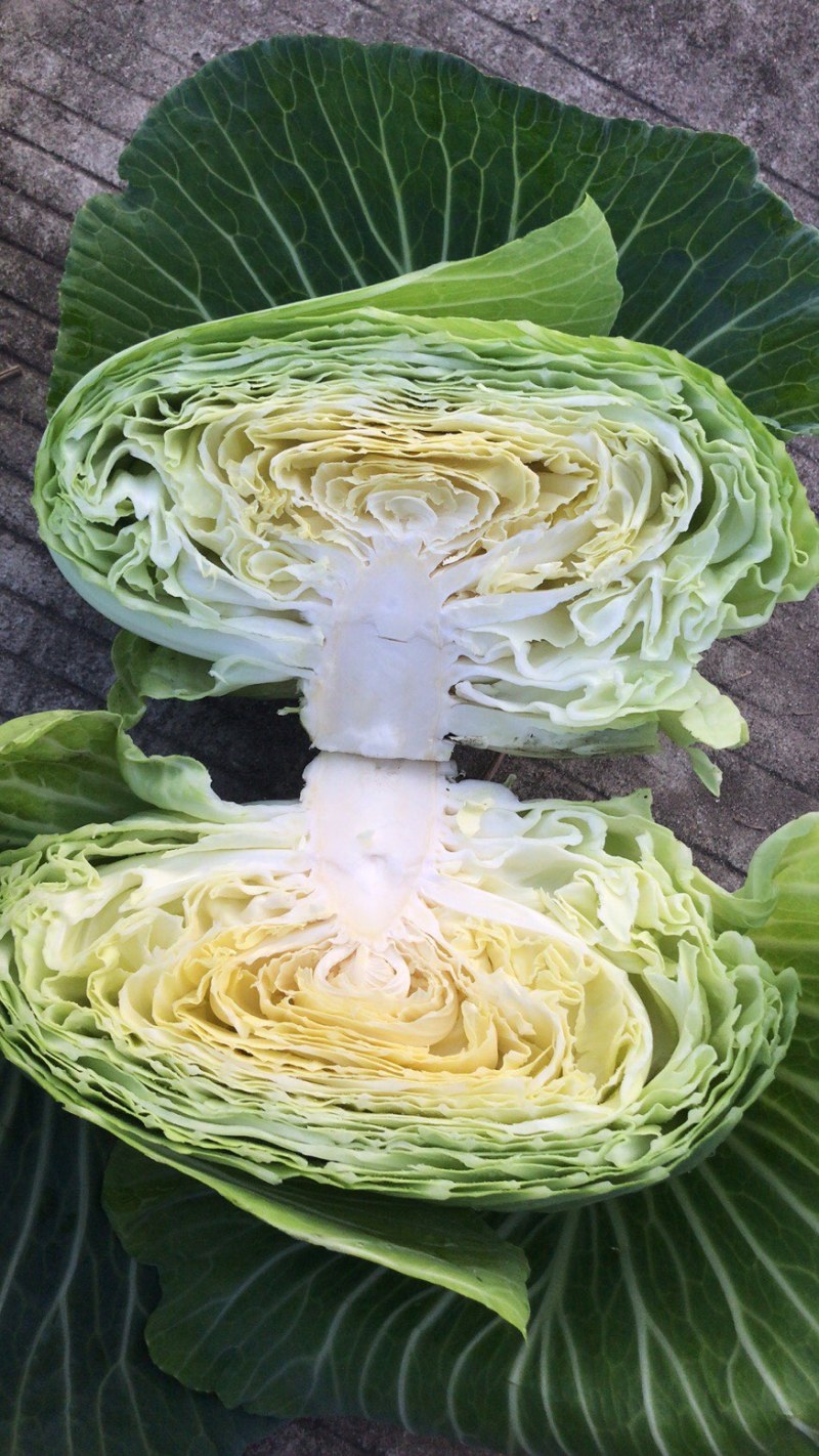 莲花白大量供货，承接电商，超市，市场，加工厂