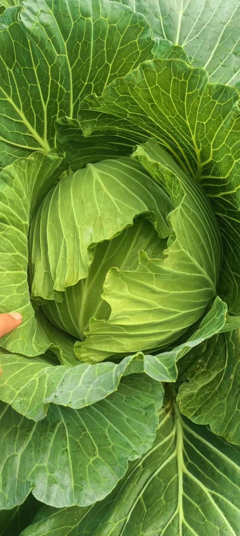 莲花白大量供货，承接电商，超市，市场，加工厂