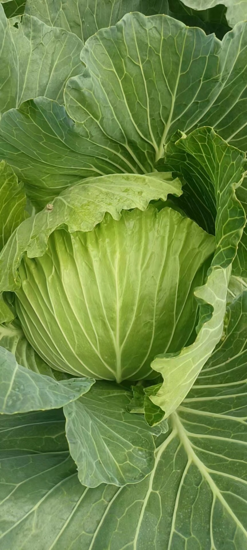 莲花白大量供货，承接电商，超市，市场，加工厂