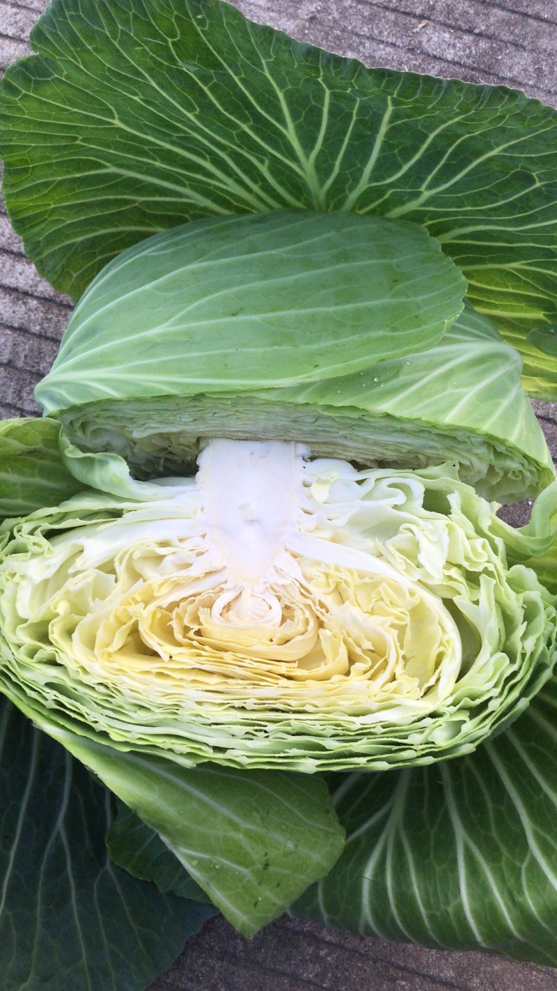 莲花白大量供货，承接电商，超市，市场，加工厂