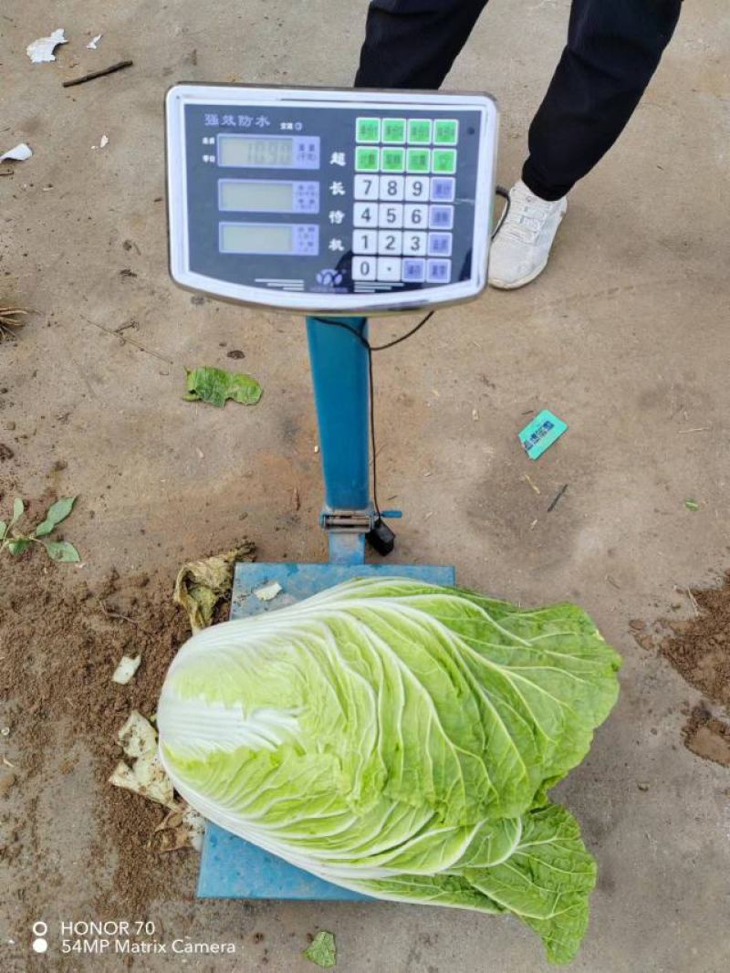 精品大白菜，可供市场，商超，工厂，大量有货，常年供应。