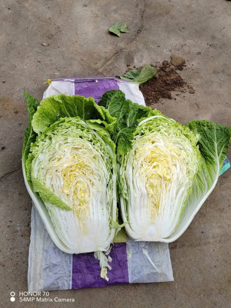 精品大白菜，可供市场，商超，工厂，大量有货，常年供应。