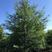 橡树种子柳生栎种子象树种子栎树种子柞树种子娜塔栎种子