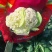 甘肃兰州高原夏菜有机花