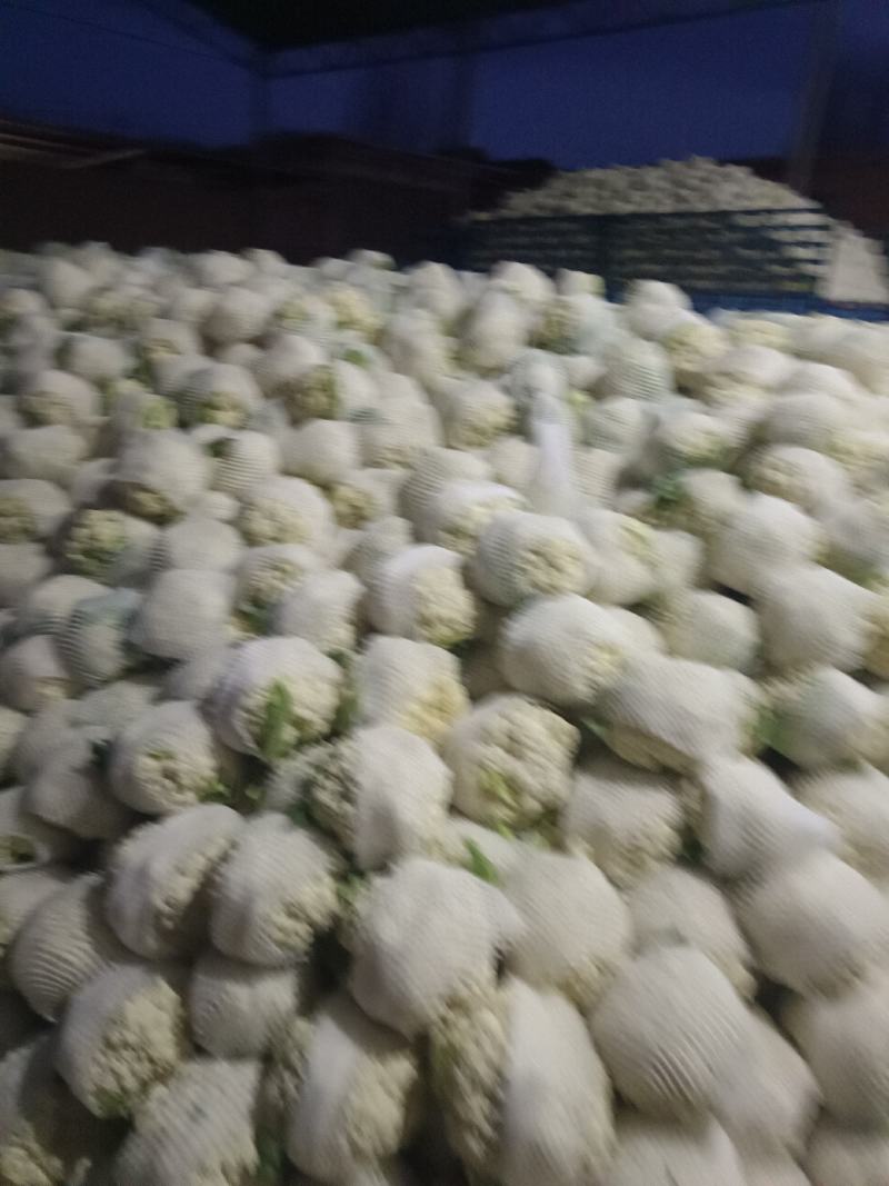 甘肃兰州高原夏菜有机花