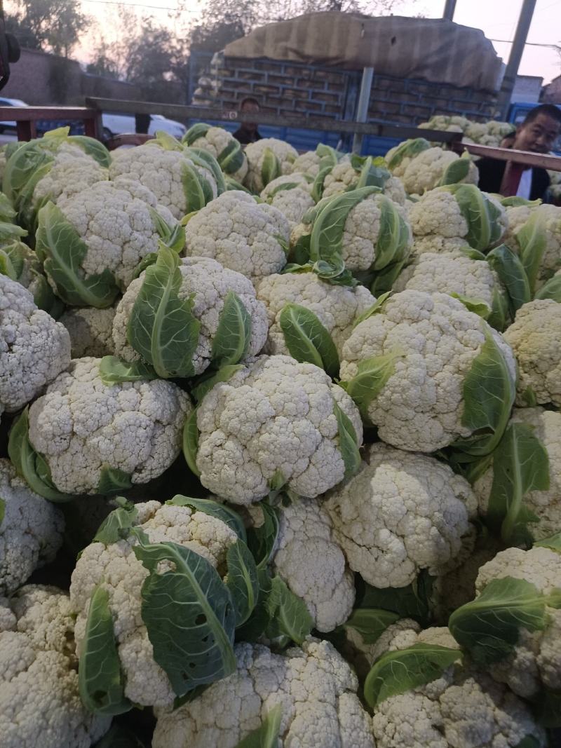 甘肃兰州高原夏菜有机花