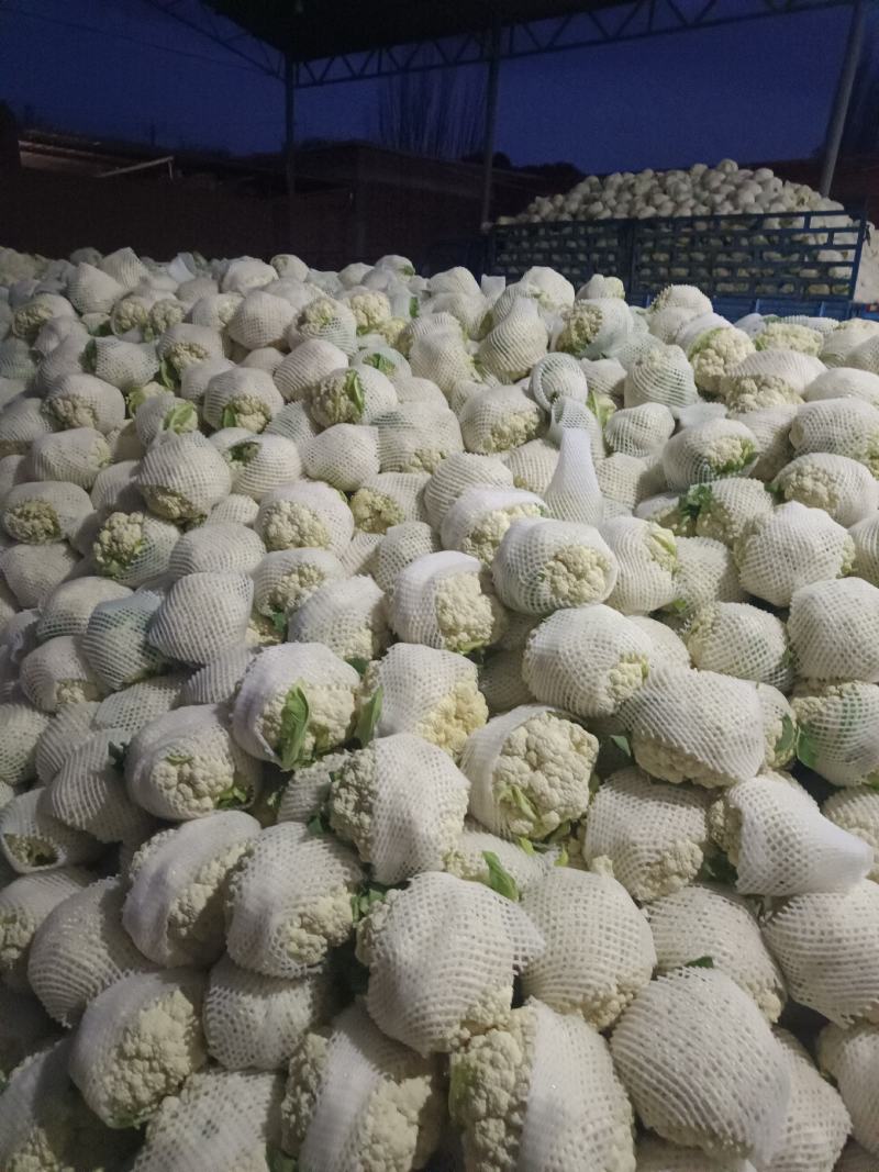 甘肃兰州高原夏菜有机花