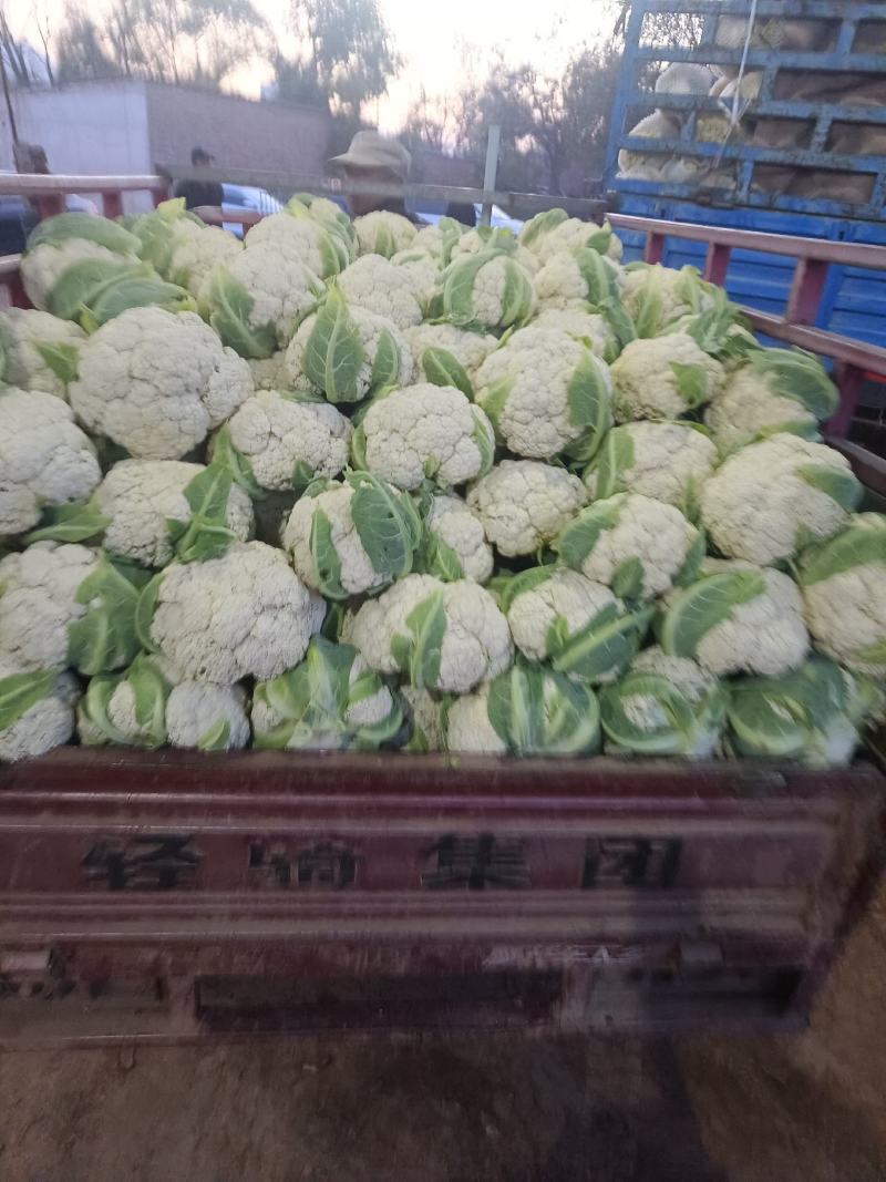 甘肃兰州高原夏菜有机花