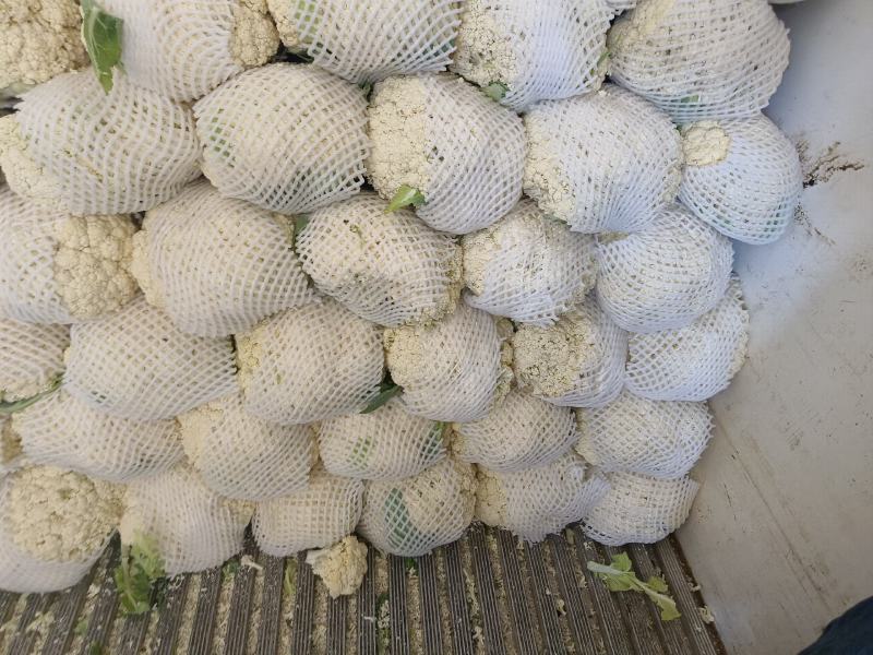 甘肃兰州高原夏菜有机花