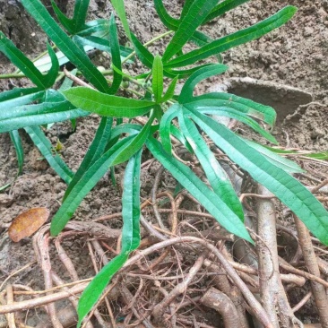 野生五指毛桃，干货切段统货，省内包邮，量大有优惠