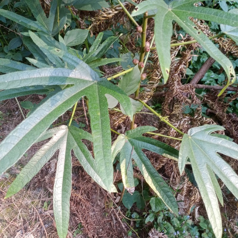 野生五指毛桃，干货切段统货，省内包邮，量大有优惠