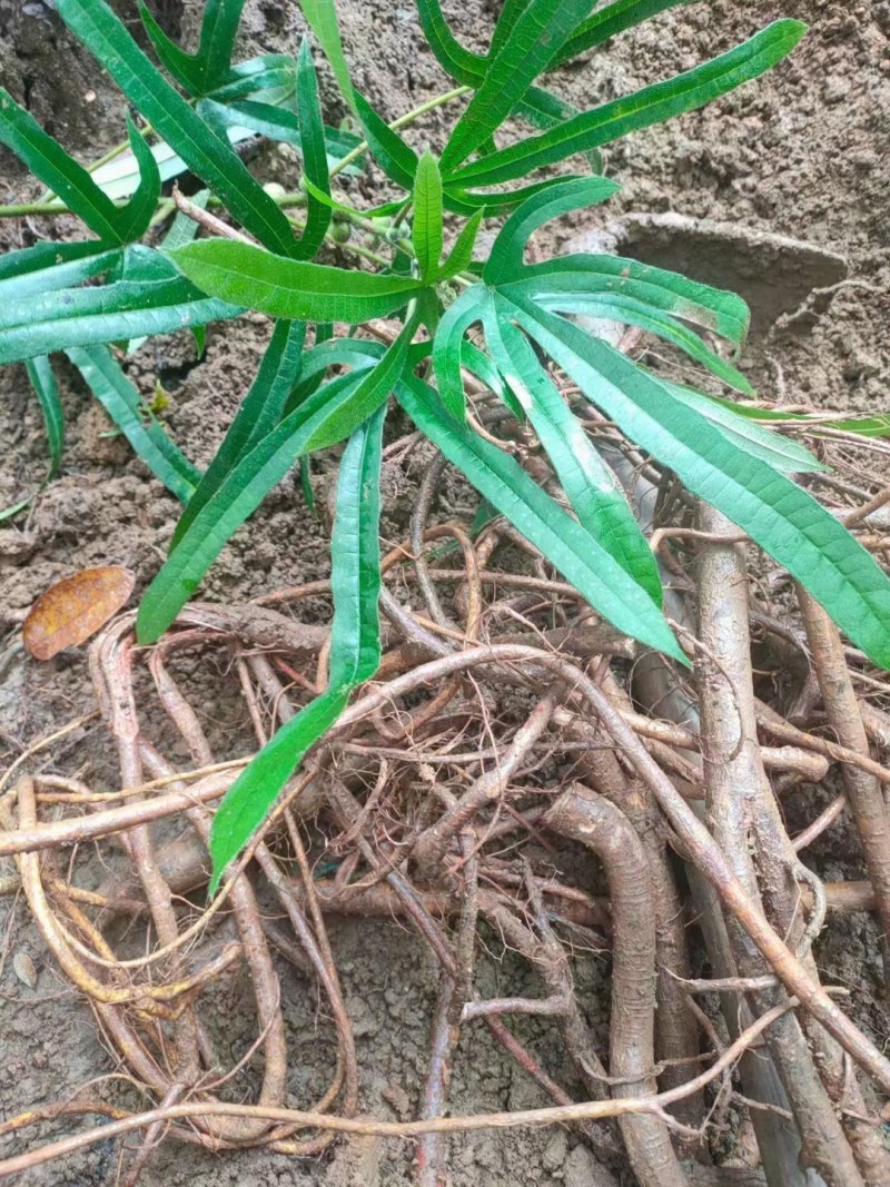 野生五指毛桃，干货切段统货，省内包邮，量大有优惠