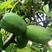 木瓜种子海南红心木瓜冰糖木瓜番木瓜种籽阳台庭院盆栽蔬果