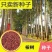 速生桉树种子林木种子巨桉树小叶桉树种子公园行道树园林