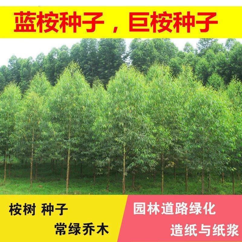 速生桉树种子林木种子巨桉树小叶桉树种子公园行道树园林
