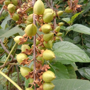 泡桐种子白花泡桐大果泡桐空桐木水桐桐木树紫花