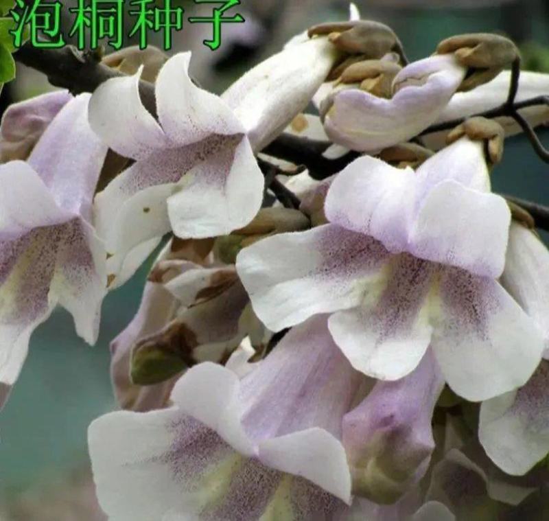 泡桐种子白花泡桐大果泡桐空桐木水桐桐木树紫花
