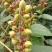 泡桐种子白花泡桐大果泡桐空桐木水桐桐木树紫花