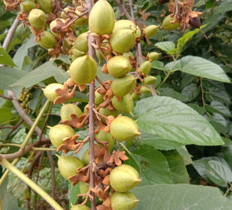 泡桐种子白花泡桐大果泡桐空桐木水桐桐木树紫花