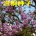 泡桐种子白花泡桐大果泡桐空桐木水桐桐木树紫花