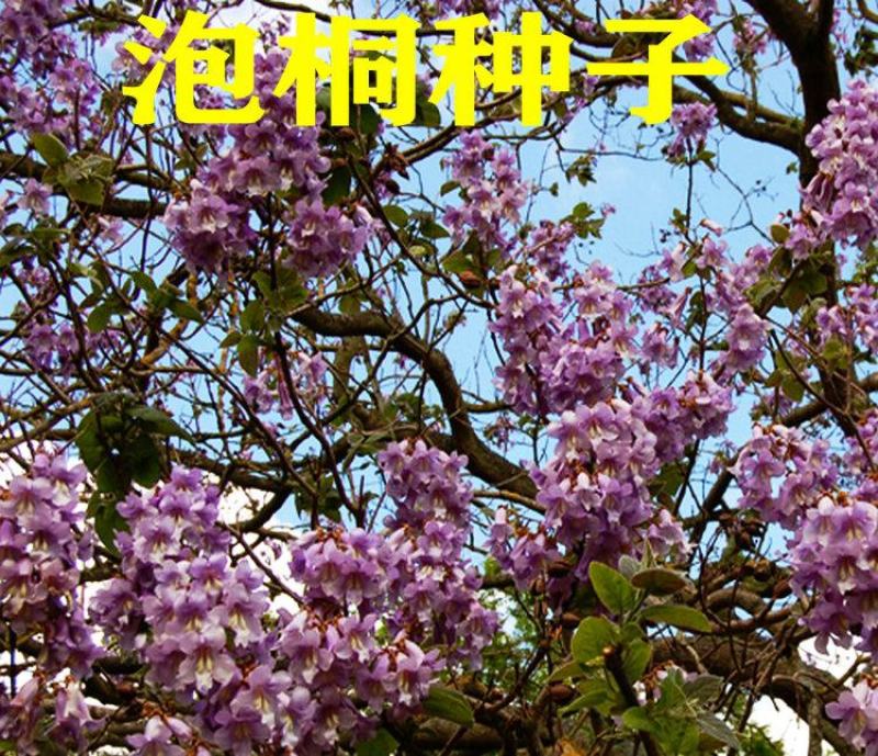 泡桐种子白花泡桐大果泡桐空桐木水桐桐木树紫花
