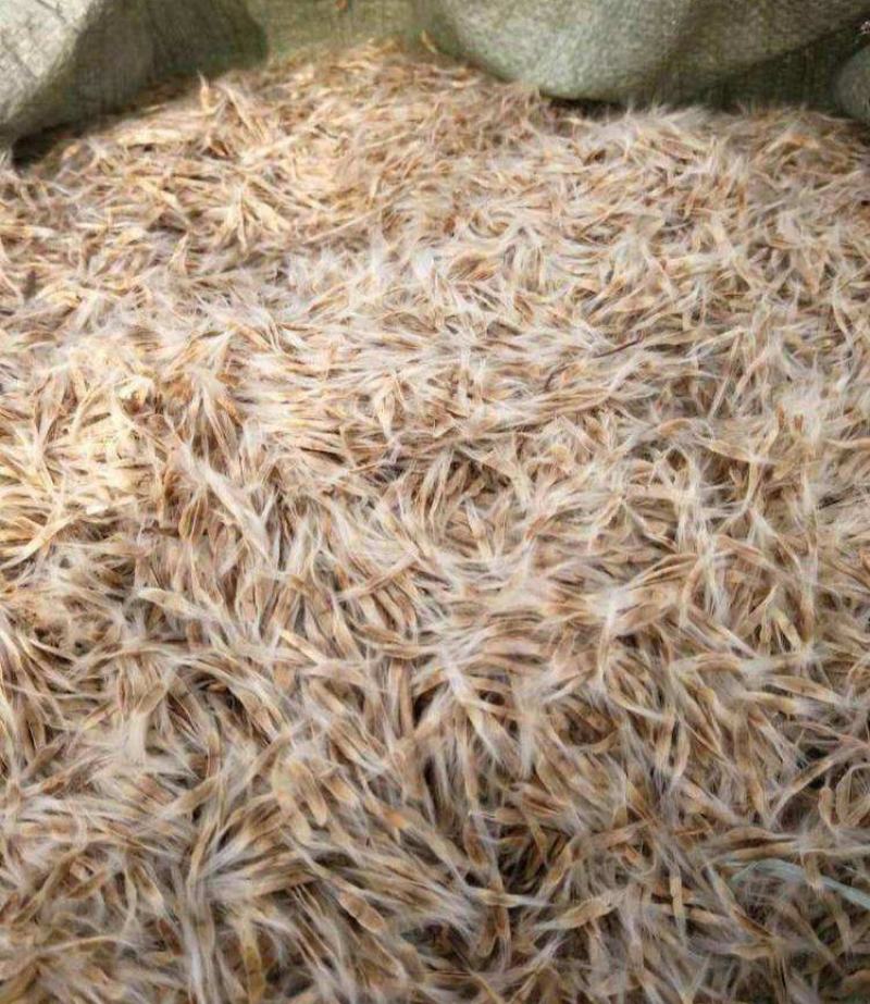 泡桐种子白花泡桐大果泡桐空桐木水桐桐木树紫花