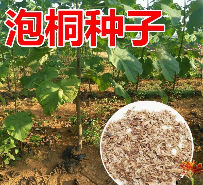 泡桐种子白花泡桐大果泡桐空桐木水桐桐木树紫花