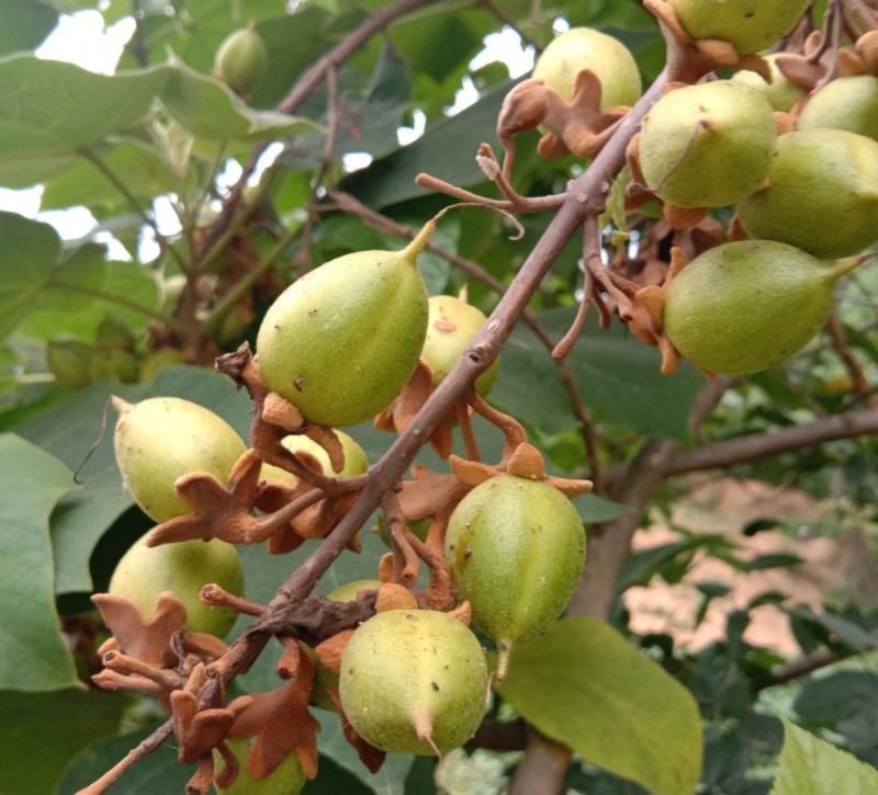 泡桐种子白花泡桐大果泡桐空桐木水桐桐木树紫花