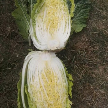 白菜，2022年11月30日黄心白菜，物美价廉，货源量大