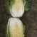 白菜，2022年11月30日黄心白菜，物美价廉，货源量大