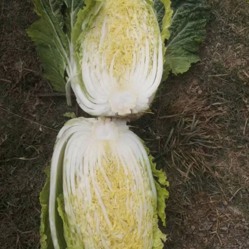 白菜，2022年11月30日黄心白菜，物美价廉，货源量大