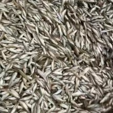 冻麦穗鱼