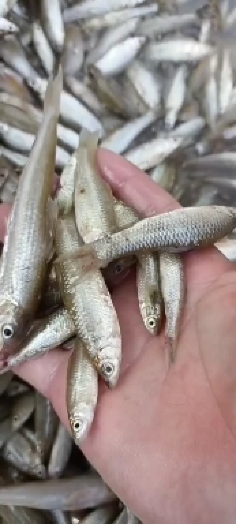 冻麦穗鱼