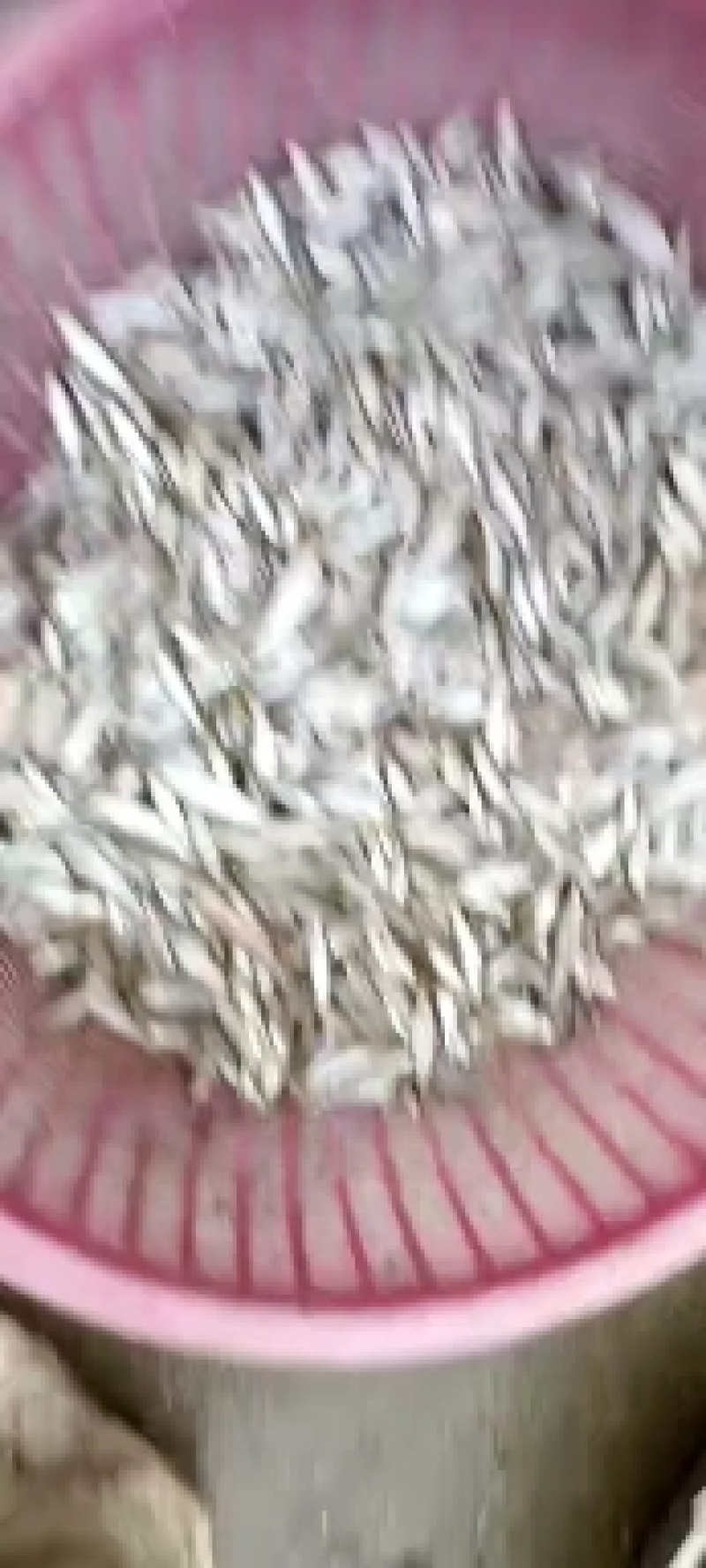 冻麦穗鱼