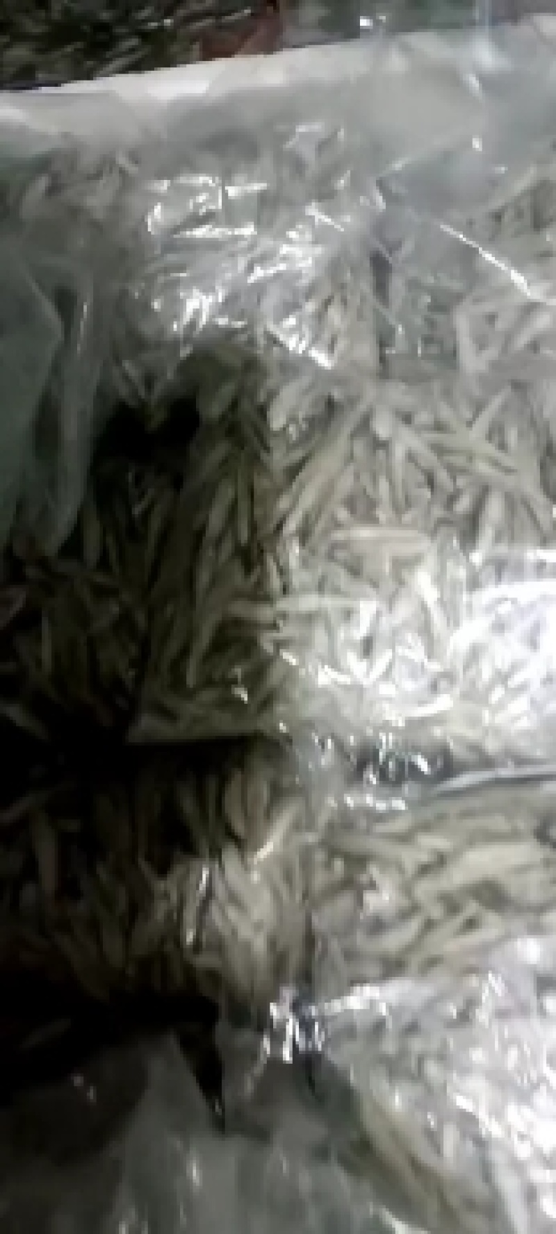 冻麦穗鱼