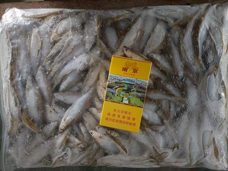 冻麦穗鱼